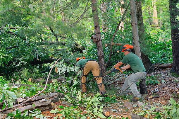 Tree Removal for Businesses in Washougal, WA